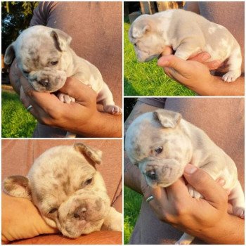 chiot Bouledogue francais Chocolat merle tan Merle FG Gram d amour