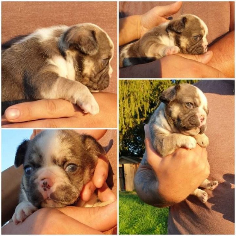 Merle FG Femelle Bouledogue francais